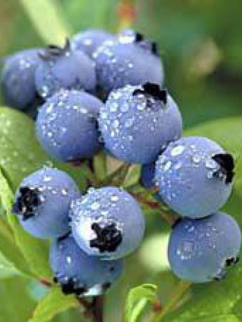 Blauwe bessen